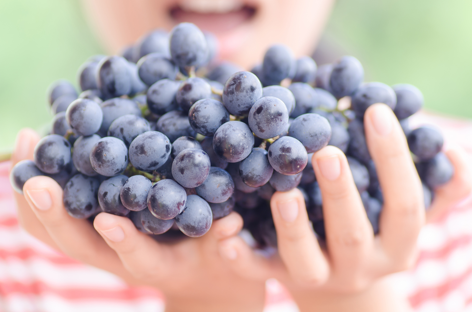 A szőlő antioxidánsokban gazdag