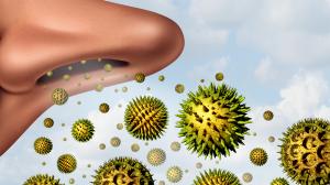 Parlagfű-allergia kezelése: a szerrapeptáz enzim is segíthet
