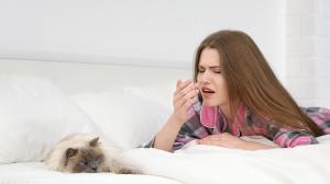 Macskaszőr-allergia: mi köze hozzá a selyemhernyónak?